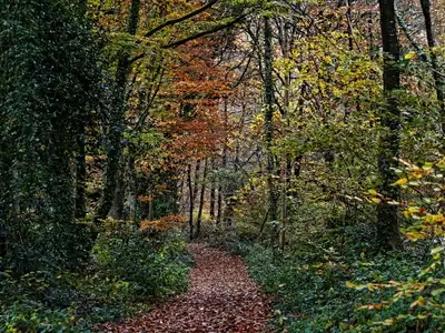 chemin dans la forêt à l'automne