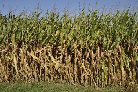Parcelle de maïs à l'automne