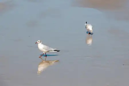 Deux mouettes sur le sable avec leurs reflets