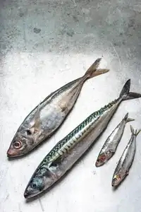 De la sardine au maquereau