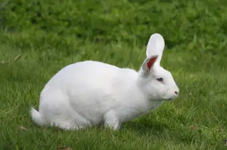 Un lapin blanc 
