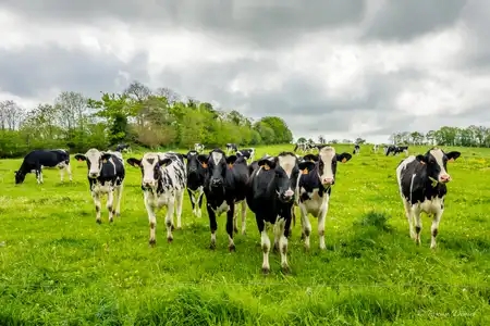 élevage de bovins dans la campagne de Plonéis