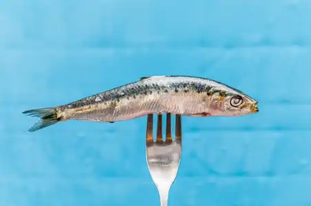 Jolie sardine au bout d'une fourchette